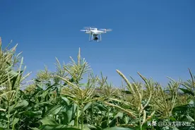 数字农业进行时：一张图解码作物生长图片