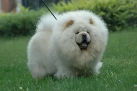 不要轻易养这几种狗狗，太能吃了，越养越穷图片