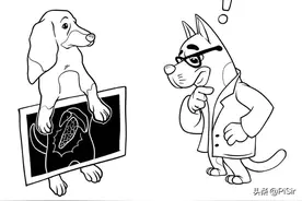 狗狗免疫系统的主宰者——肠道菌群图片