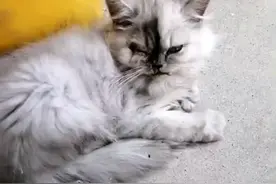 主人怀孕后，狠心将猫咪丢弃两次，它挽留人类的样子让人想哭图片