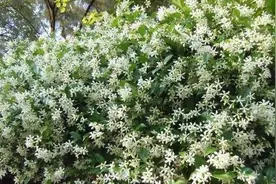 风车茉莉总黄叶，注意“三个多”，初夏藤满墙，花量大花香浓图片
