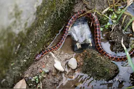 农村老房子周围有蛇怎么办？用什么方法可以驱蛇？图片