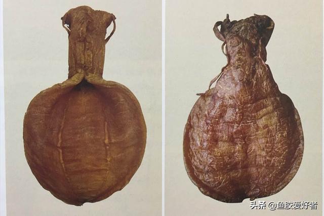 最好鱼胶图片 2026年最好的鱼胶图片