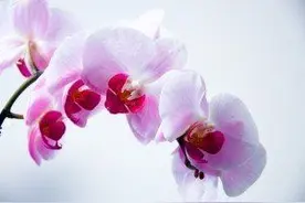 我是如此的爱你:爱太满，一旦溢出来，覆水难收图片