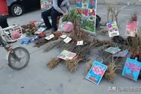 地摊买花，每年总是有花友上一些老当，说说花骗子那些小花招图片