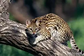 德江这一男子好大胆！猎捕国家保护动物还敢发短视频炫耀？图片