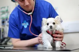 狗狗如果有这几种病，主人最好把它隔离，不然其它狗也会遭殃图片