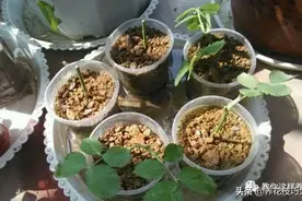 扦插用上这5种小东西，成活率提高5倍！太简单了图片