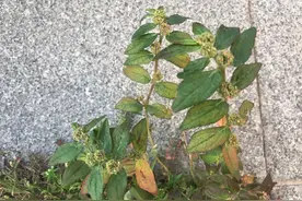解毒疗疮、擅治皮肤疾病的大飞扬草图片