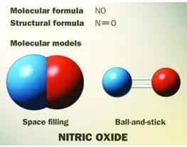 关于甘氨酸丙酰左旋肉碱盐酸盐(GPLC)在运动补剂中的作用与效果