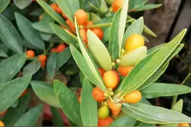 观果佳木——芸香科金豆图片