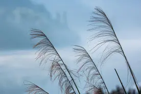 一眼是故乡图片