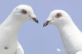 鸽子养殖中几个容易被忽视的小细节图片