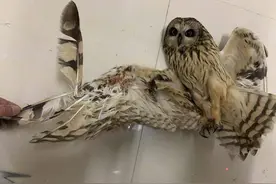见过给鸟接骨吗？他们给猫头鹰翅膀做了个“整形”手术图片