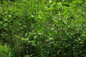 虎杖是入侵的品种，看到它立即斩草除根图片