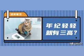 猫咪也会患“三高”！这些征兆千万别忽视图片
