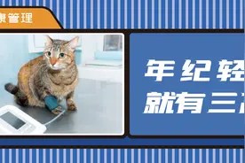 猫咪也会患“三高”！这些征兆千万别忽视图片