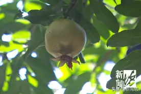 难为情伐！邻舍隔壁，为了一棵树要去打官司？图片