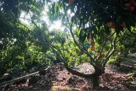 火山荔枝出岛记：从万亩实生林到消费者餐桌图片