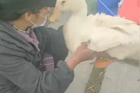 女子宠物鸭丢后痛哭登寻鸭启事：养了5年，是我生命中的一部分视频封面