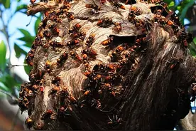 农村常见的马蜂窝，人们见到它都会绕道走，殊不知其价值珍贵图片