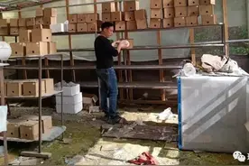与蜂共舞，环江小伙养胡蜂年入十五万元图片