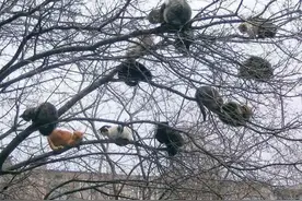 当一棵树上爬满了猫，它们上去就下不来了图片