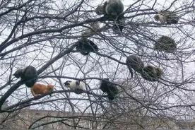 当一棵树上爬满了猫，它们上去就下不来了图片