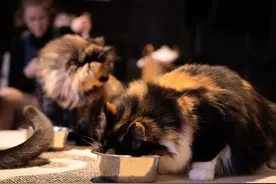 90%的猫饭食谱都存在营养不足！你真的知道怎么做猫饭吗？图片