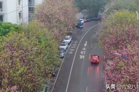 广西柳州20余万株洋紫荆花盛开，城市“如施粉黛”图片