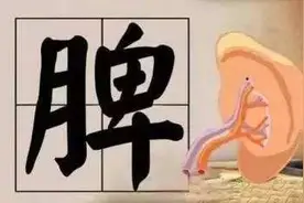 中医基础理论——脾与胃图片