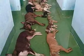 收容所每天20多只狗狗排队安乐死，大部分是被遗弃的狗图片