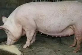 母猪39.5度是发烧吗？母猪39.5度正常吗？不吃食怎么办？看看本文图片