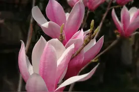 怎么理解“春”图片