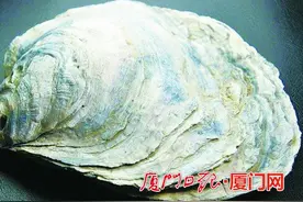 集大师生耗时七年变废弃牡蛎壳为土壤改良剂 该技术申请3项国家发明专利图片