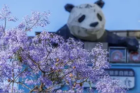 爽！成都开通3条夜游公交线直达网红五岔子大桥（站点）图片