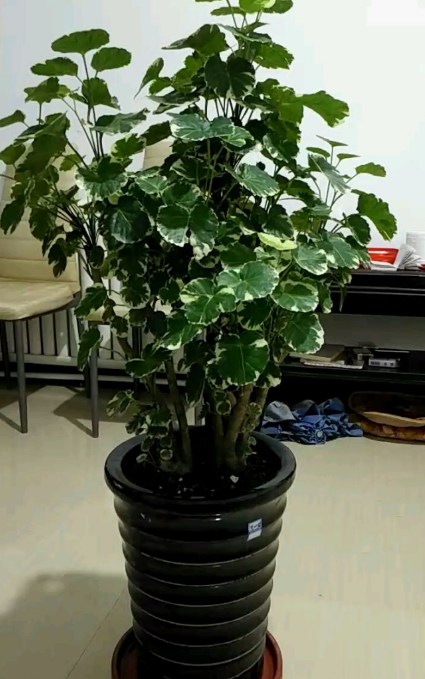 朝上抽枝老桩,生长态势良好,给人一种积极向上的感觉,寓意招财进宝