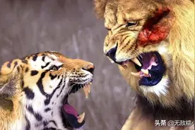 土耳其“虎杀狮”事件，老虎是否都能秒杀狮子？这只老虎有多强？图片