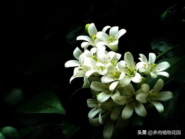 九里香这样养护株姿优美，枝叶秀丽