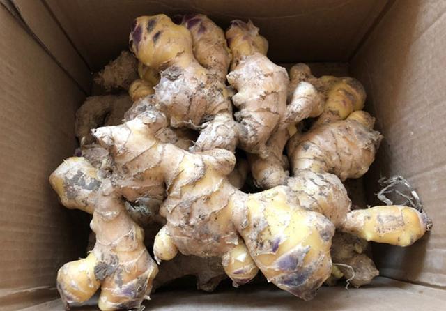 吃不完的生姜切记不要放冰箱，菜农教我土方法，放1年照样新鲜