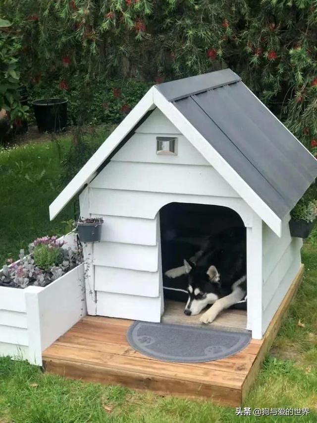 铲屎官给金毛造了个豪华狗窝,还带电视机…羡慕哭了
