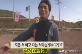 韩国大叔立志训一百匹马，谁知道碰上一匹戏精马：梦想越走越远图片