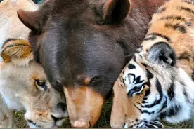 世上唯一一个“熊狮虎”组合，真实存在的跨界友谊，让人感动图片