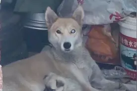 没想到哈士奇和田园犬相爱后诞生异瞳汪星人，一看就很贵族视频封面