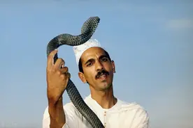 耍蛇玩，卖毒液，印度吉普赛人对眼镜蛇的无情压榨图片