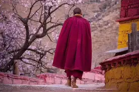 文成公主和松赞干布曾在此居住，有棵桃树的历史比大昭寺还久远图片