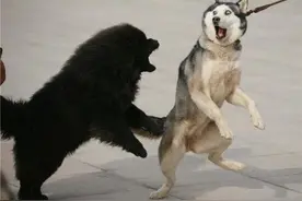 边牧爱追球、哈士奇爱拖着人跑！纯种犬都有“纯种”特性图片