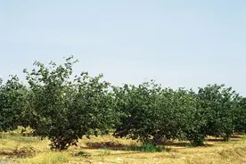 桃、杏、李最不耐涝 春季防涝很关键图片