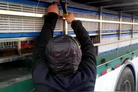 金翼腾飞 三羊开泰——开尔国际爱心公棚第二关430公里比赛速记图片