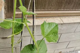 小葫芦种植 管理图片